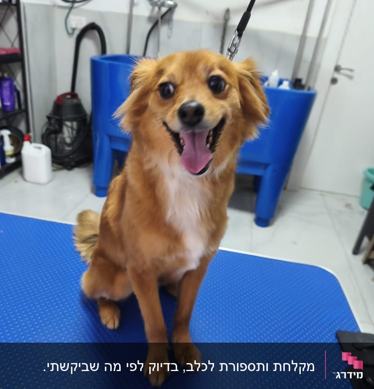 כלב על שולחן טיפוח במספרת כלבים